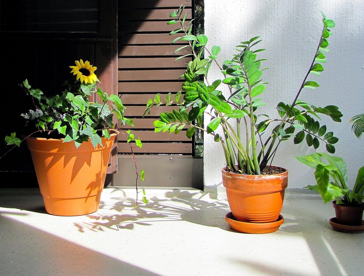 plants, balcony plants, nature, plants on the balcony, plant, balcony, sunflower, palm tree, zamioculcas, summer, relaxing
