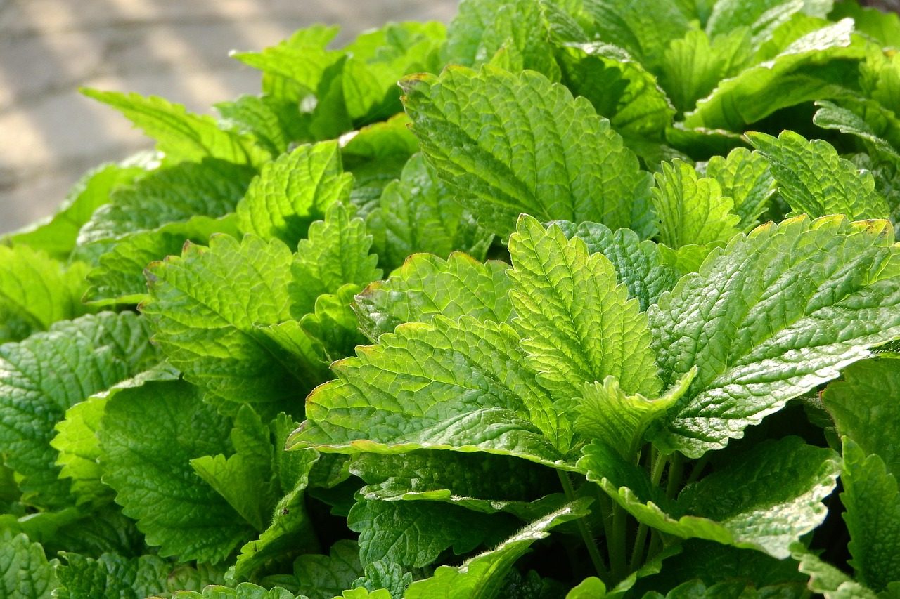 lemon balm, medical, melissa officinalis, herbs, nature, leaves, medicinal herbs