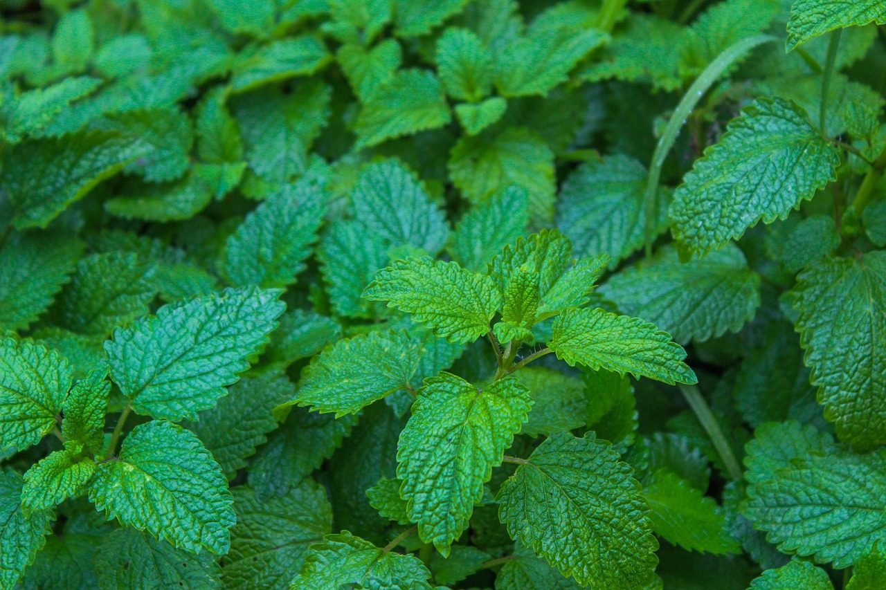 melissa, melissa officinalis, aromatic, nature, aromatic plants, melissa, melissa, melissa, melissa, melissa, melissa officinalis, melissa officinalis, melissa officinalis, melissa officinalis