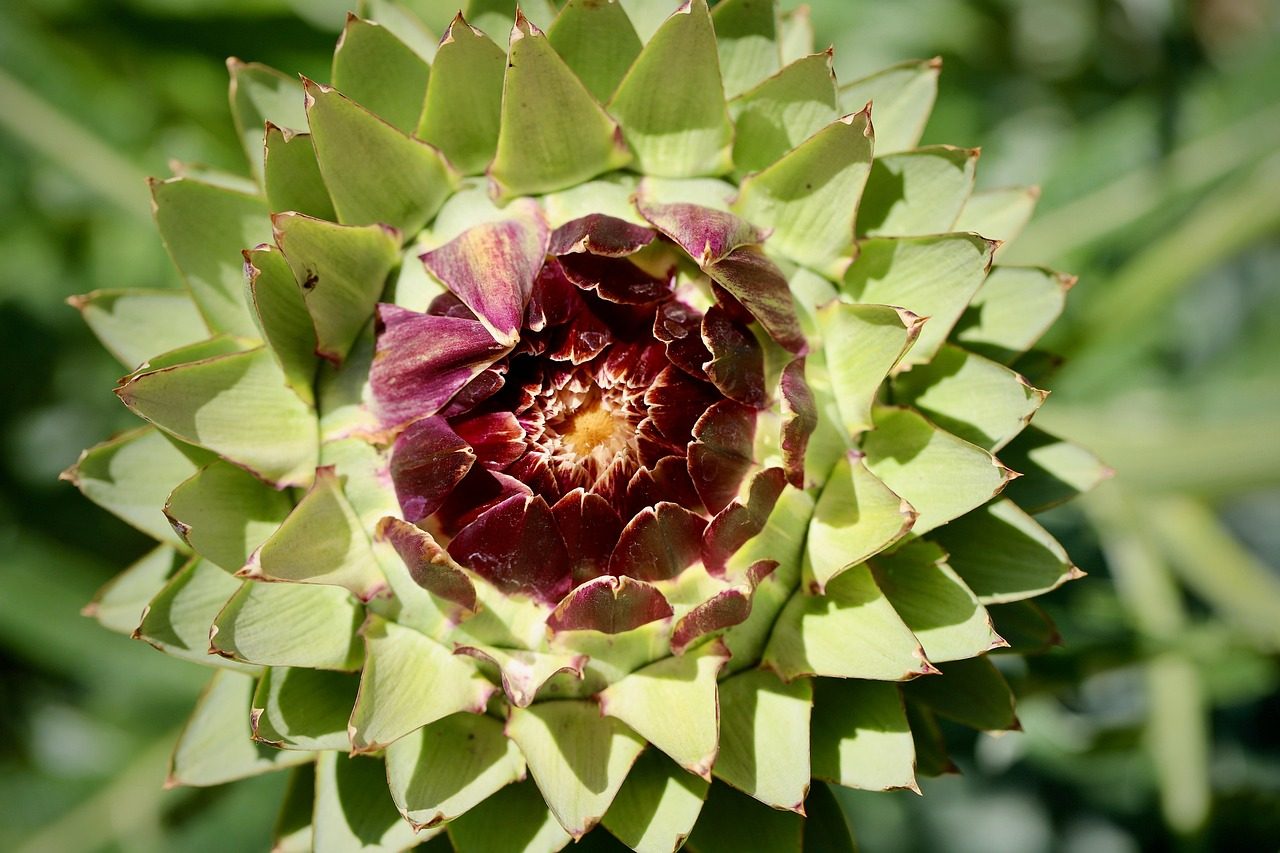 artichoke, vegetables, food, artichoke leaves, garden, artichoke flower, nature, fruit, plant, healthy, artichoke, artichoke, artichoke, artichoke, artichoke, food